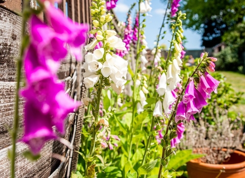 Foxgloves