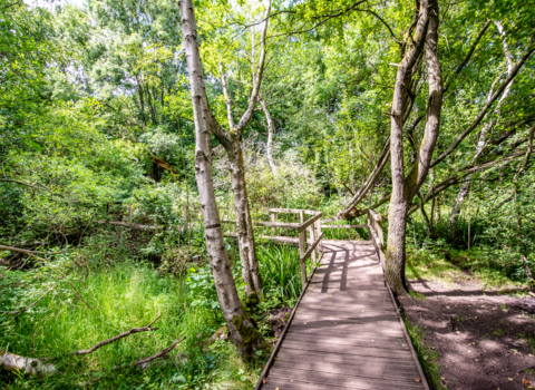 Moseley Bog