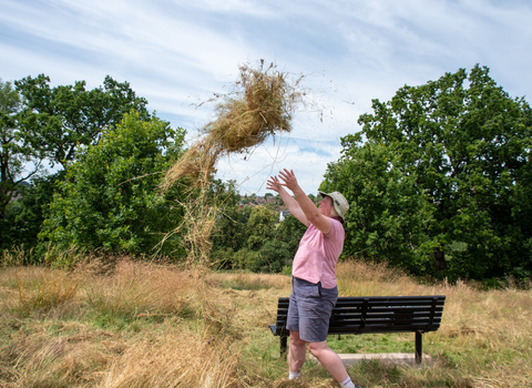 Hay strewing