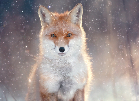 Fox
