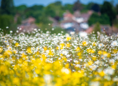 Meadow