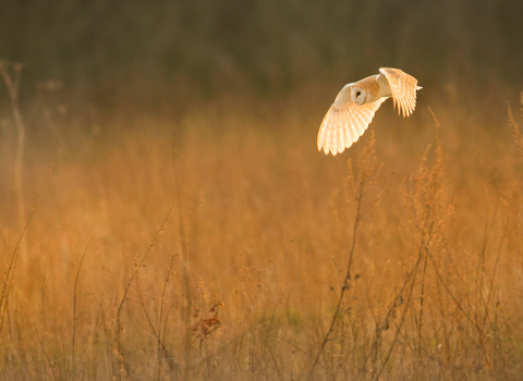 Barn owl