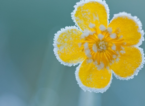 frost flower