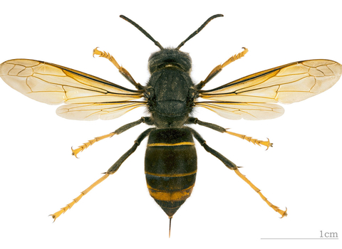 Asian hornet