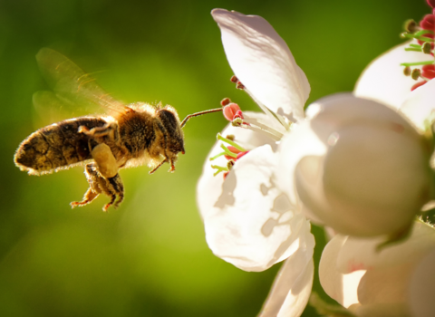 Bee offer