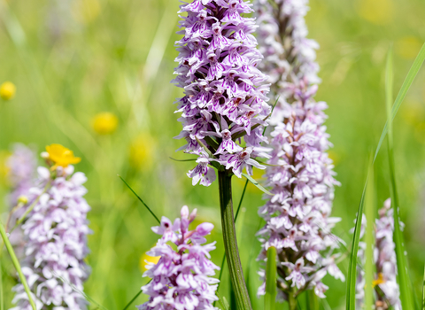Orchids