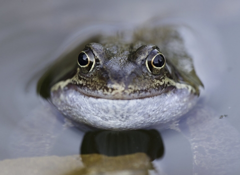 frog smiling