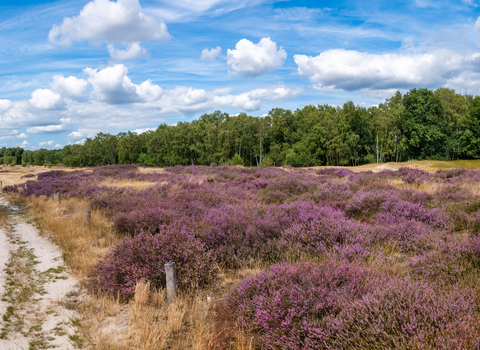 Heathland