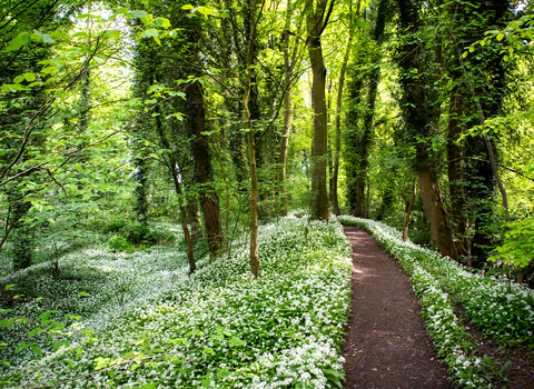Cuckoo's Nook and the Dingle