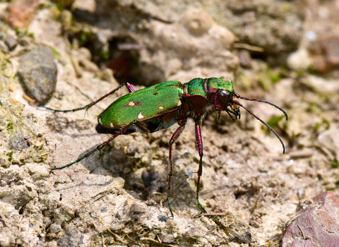 Green Tiger Beetle