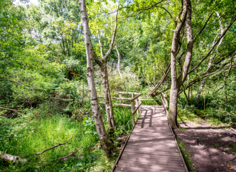 Moseley Bog