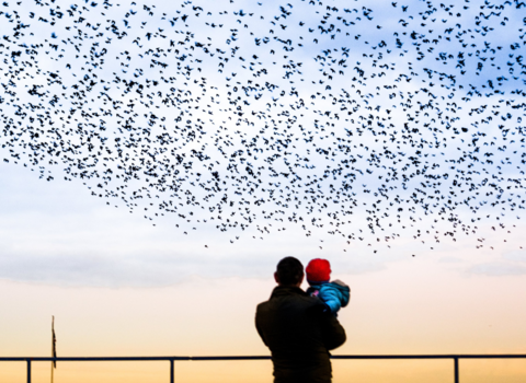 Murmuration of starlings