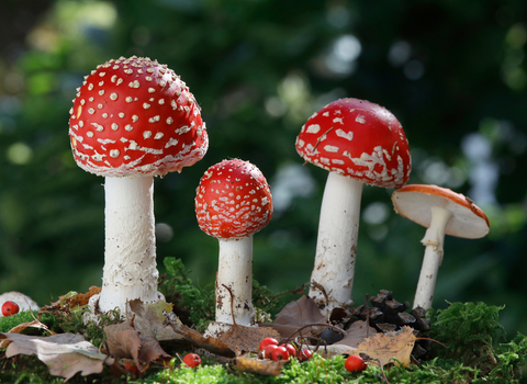 Fly agarics