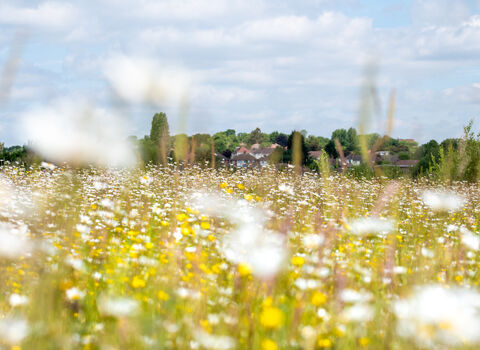 Wildflower meadow