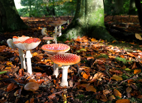 Fly agarics