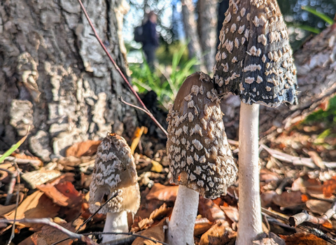 Magpie Inkcaps