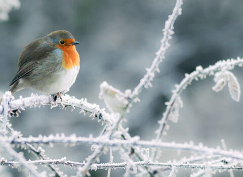 Festive robin