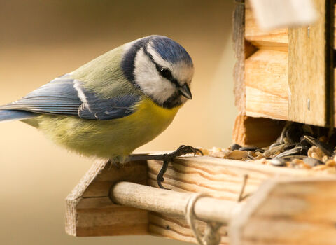 Blue tit