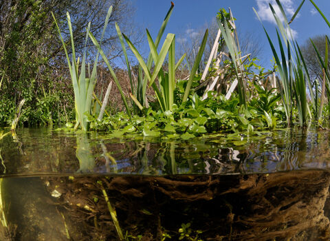 Split level view of the River Itchen with aquatic plants showing: Watercress and yellow iris. The sky is blue over the river