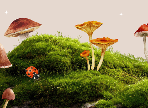 Fungi Festival