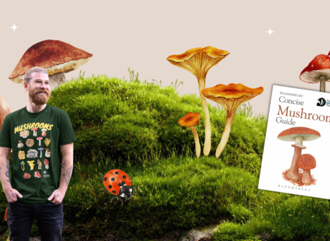Fungi promo