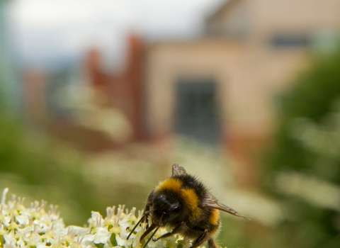 urban wildlife, bee