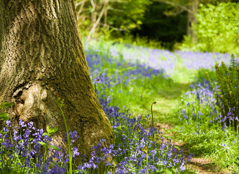 Bluebells