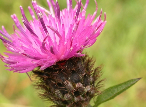 Common knapweed