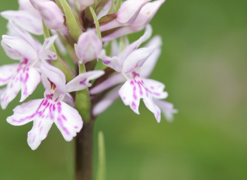 Common spotted orchid