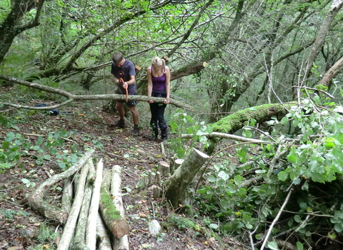 Coppicing