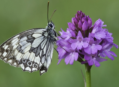 Marbled white