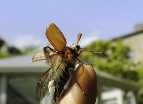 cockchafer