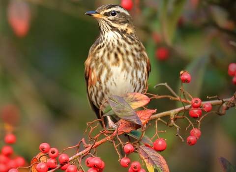 Redwing