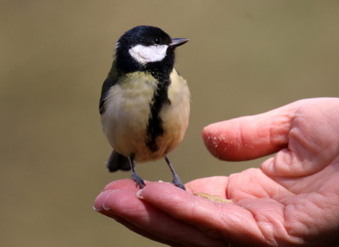 bird