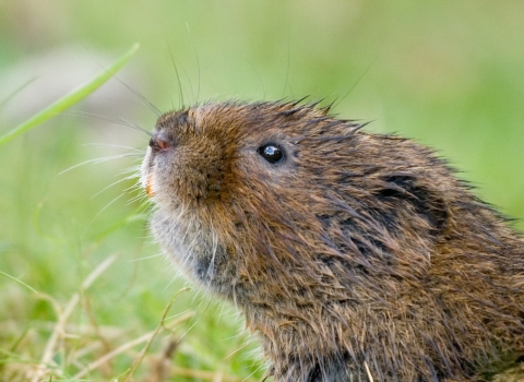 water vole