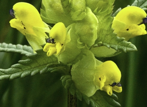 Yellow Rattle