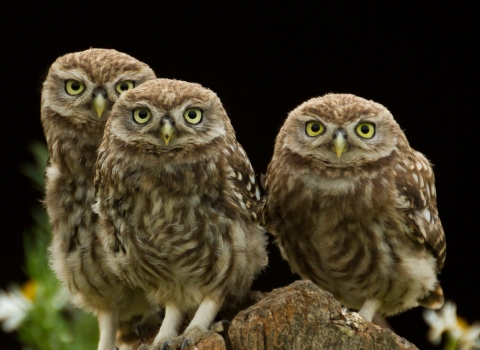 little owls